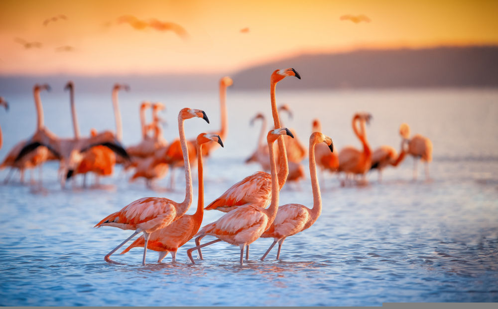 Experience Winged Beauty At The Flamingo Festival In Andhra Pradesh