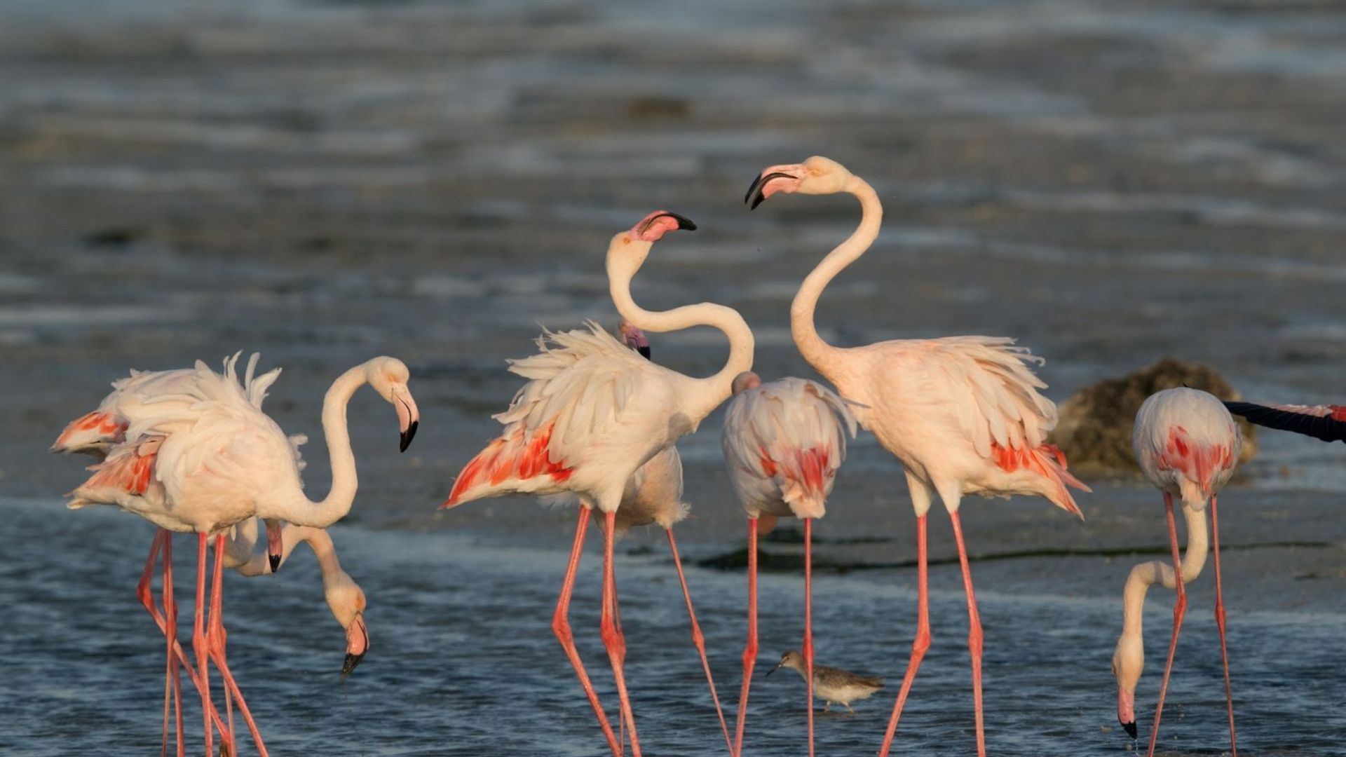 Experience Winged Beauty At The Flamingo Festival In Andhra Pradesh