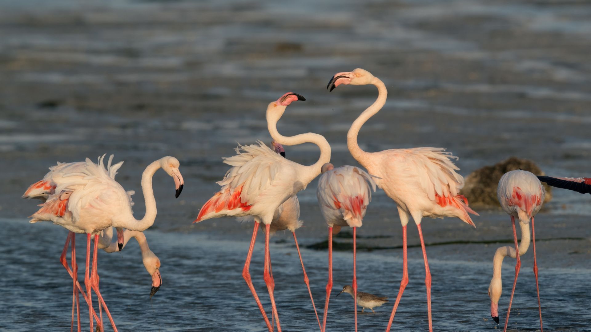 Experience Winged Beauty At The Flamingo Festival In Andhra Pradesh