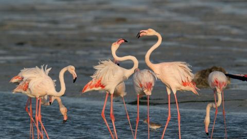 Experience Winged Beauty At The Ongoing Flamingo Festival In Andhra Pradesh