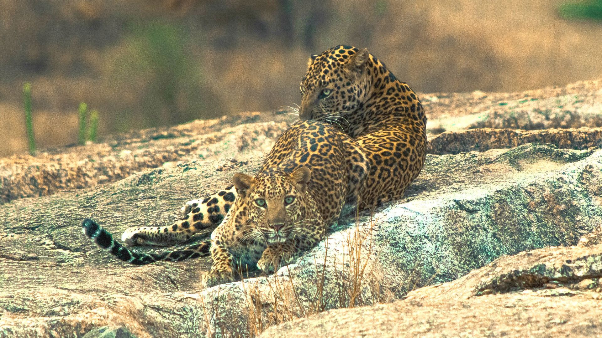 Jawai Bandh