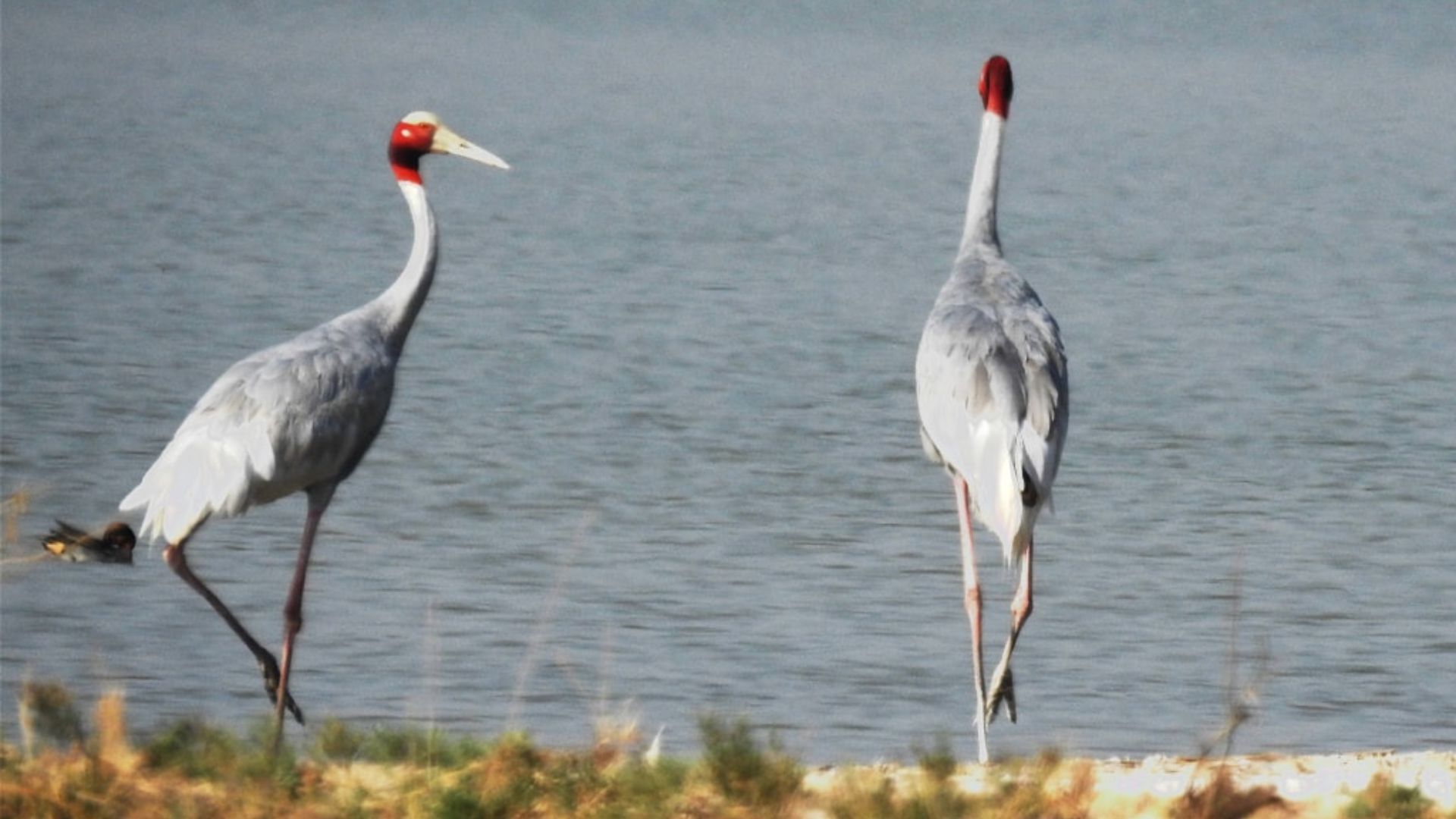 Jawai Bandh