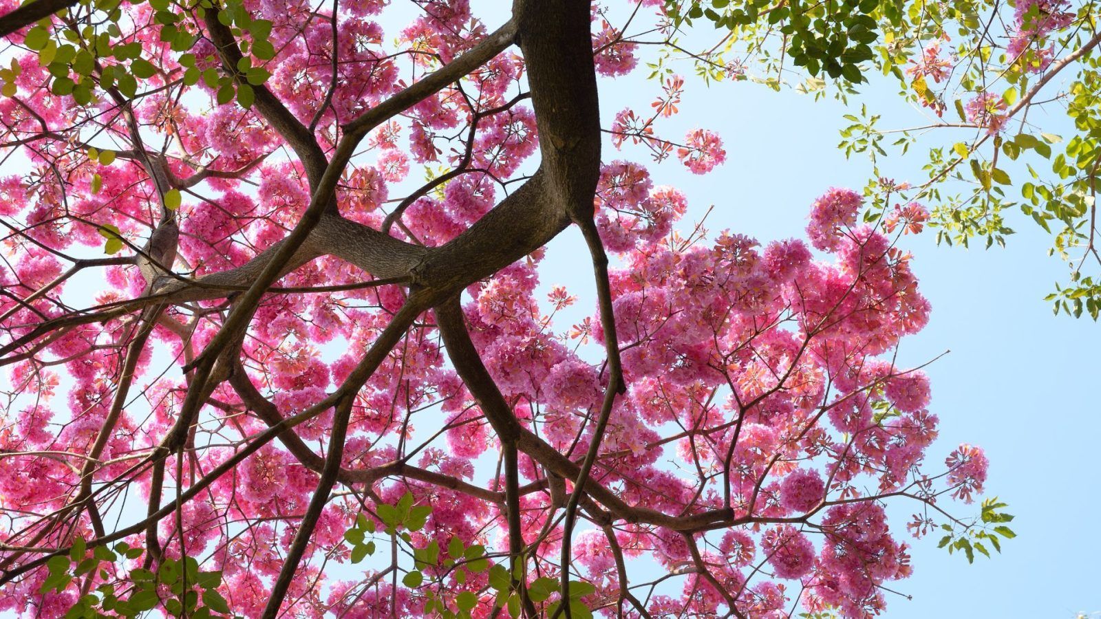 Cherry Blossom-Like Pink Trumpet Flowers Bloom In Bangalore