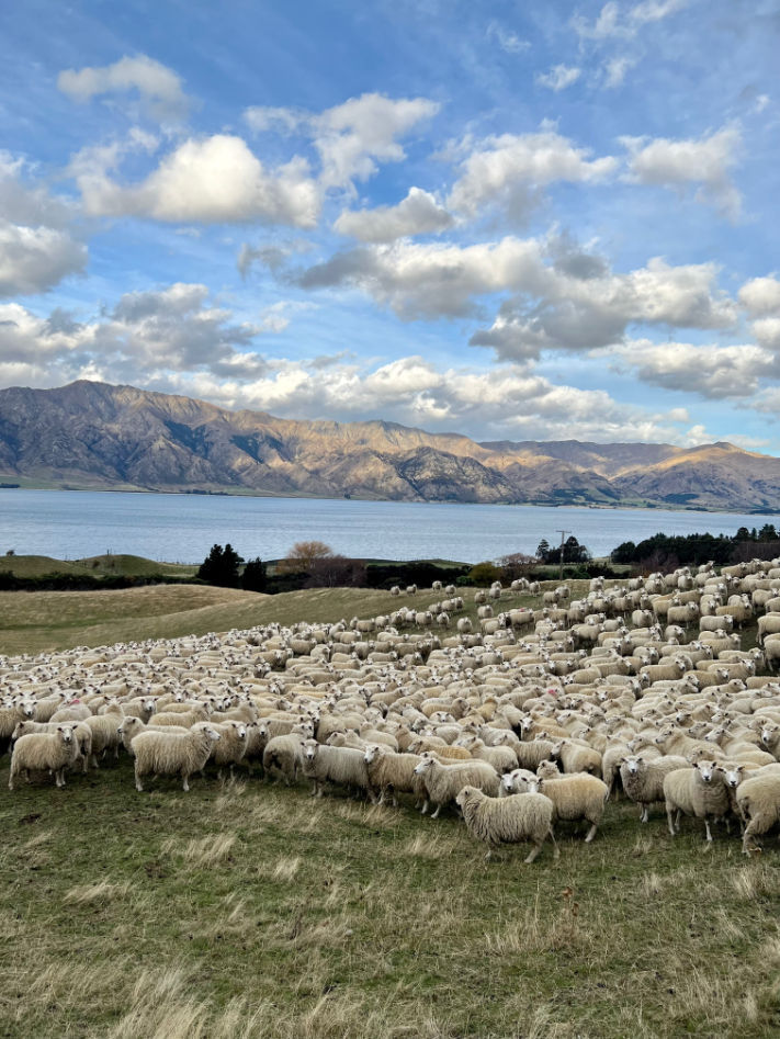 new zealand environmental nature travel