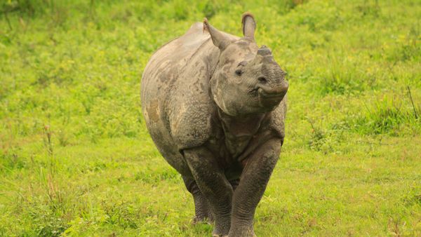 Kaziranga National Park In Assam To Reopen For Tourists On October 15