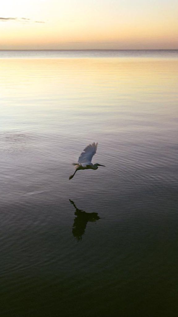 egret Mozambique