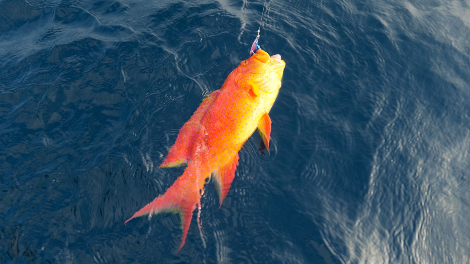 Fishing