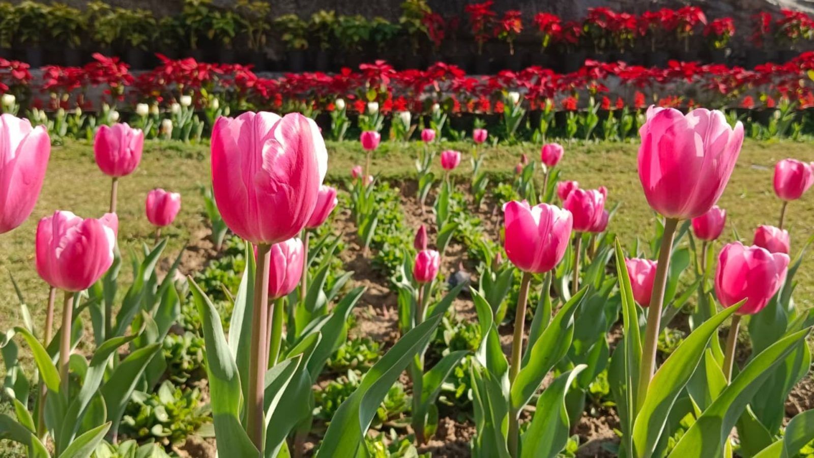 Delhi's Tulip Festival At Shantipath Is On Till February 26
