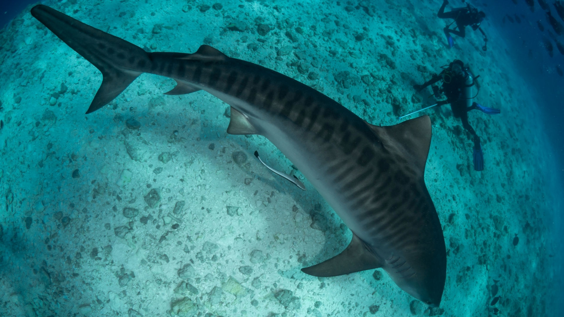 Nurse head sharks