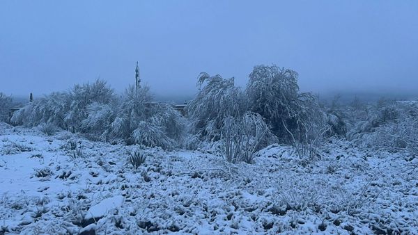 Significant Snow Fell In The Arizona Desert — Photos Of The Unlikely Winter Wonderland