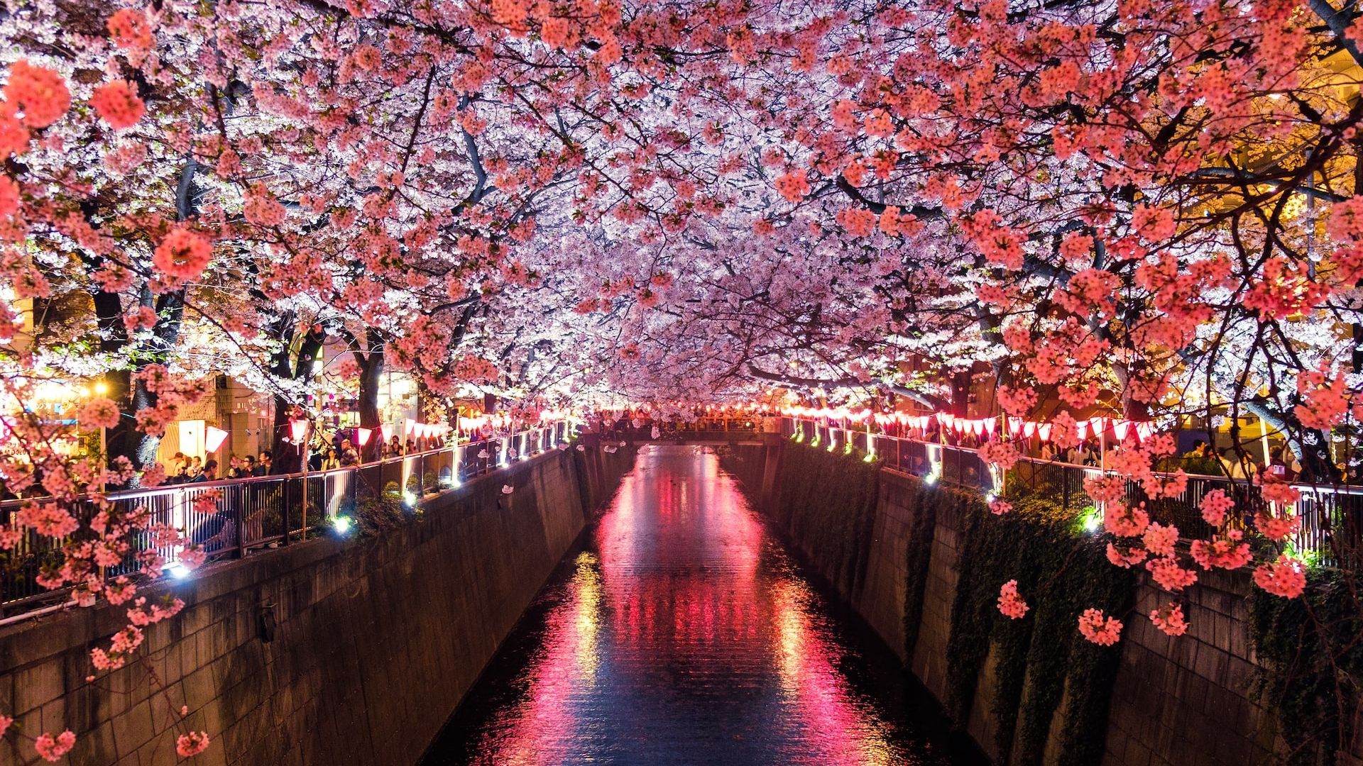 Tokyo, Japan Officially Welcomes Cherry Blossom Season