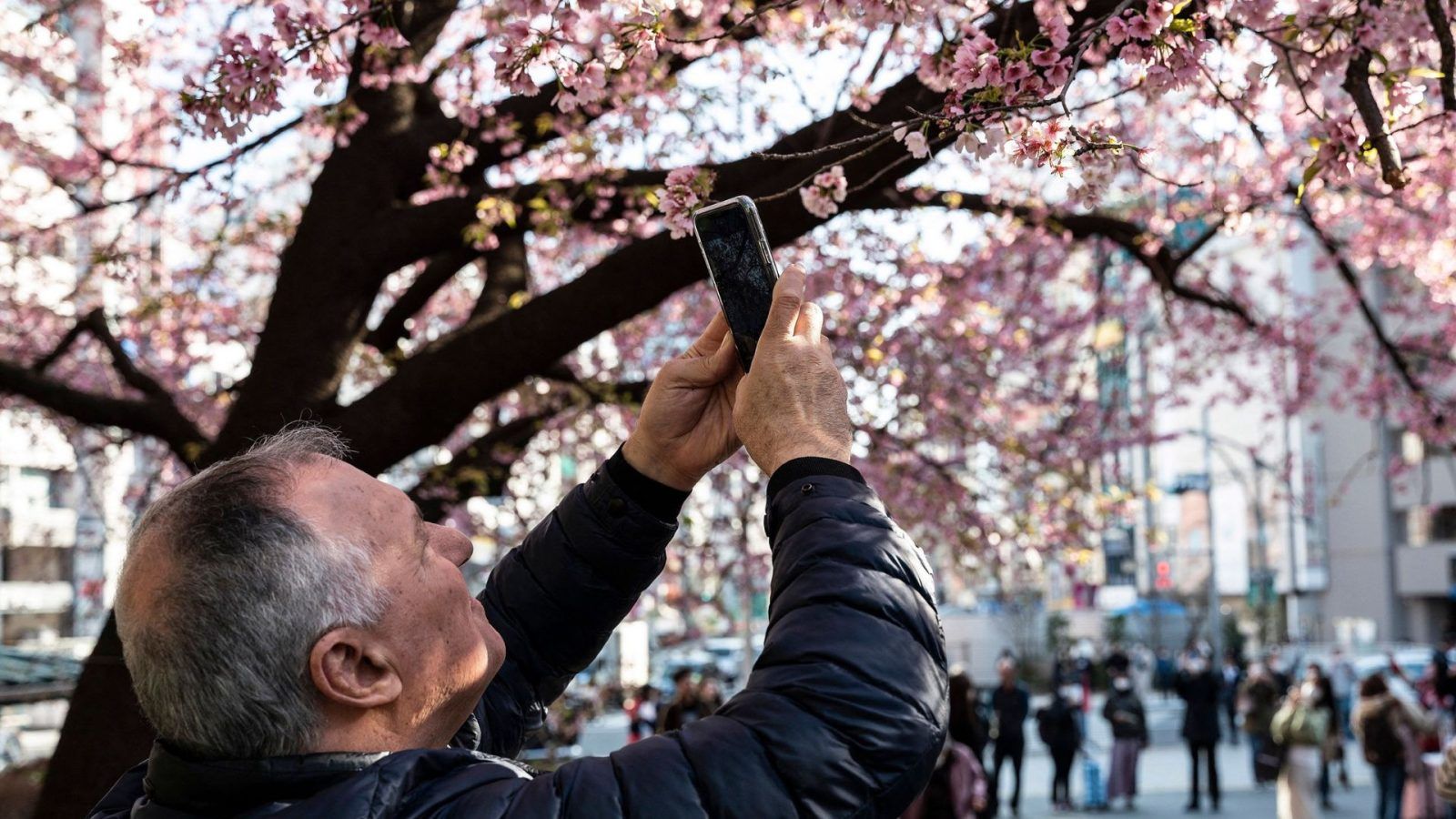 Tokyo, Japan Officially Cherry Blossom Season