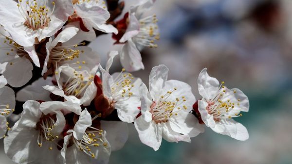 Ladakh’s Apricot Blossom Festival To Begin On April 4. Here Are The Details