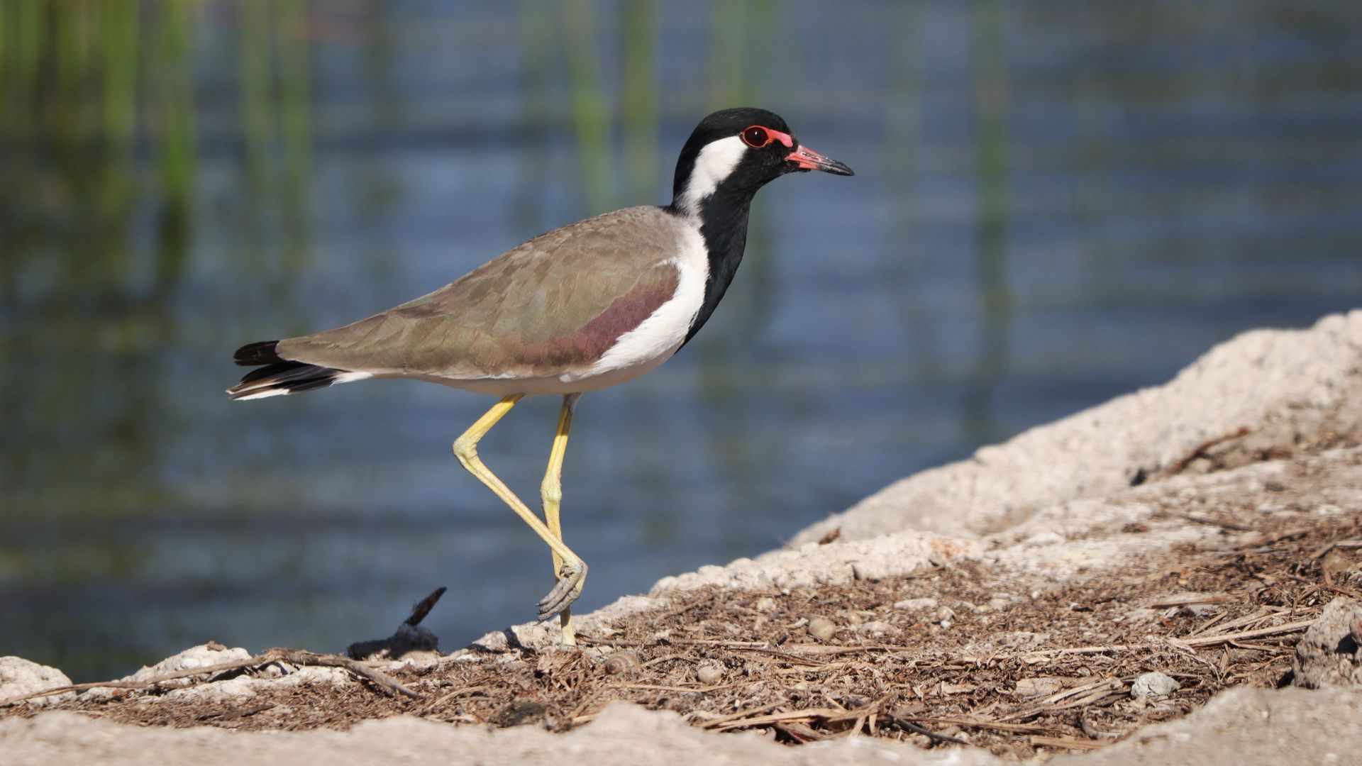 Mokarsagar ecotourism Gujarat