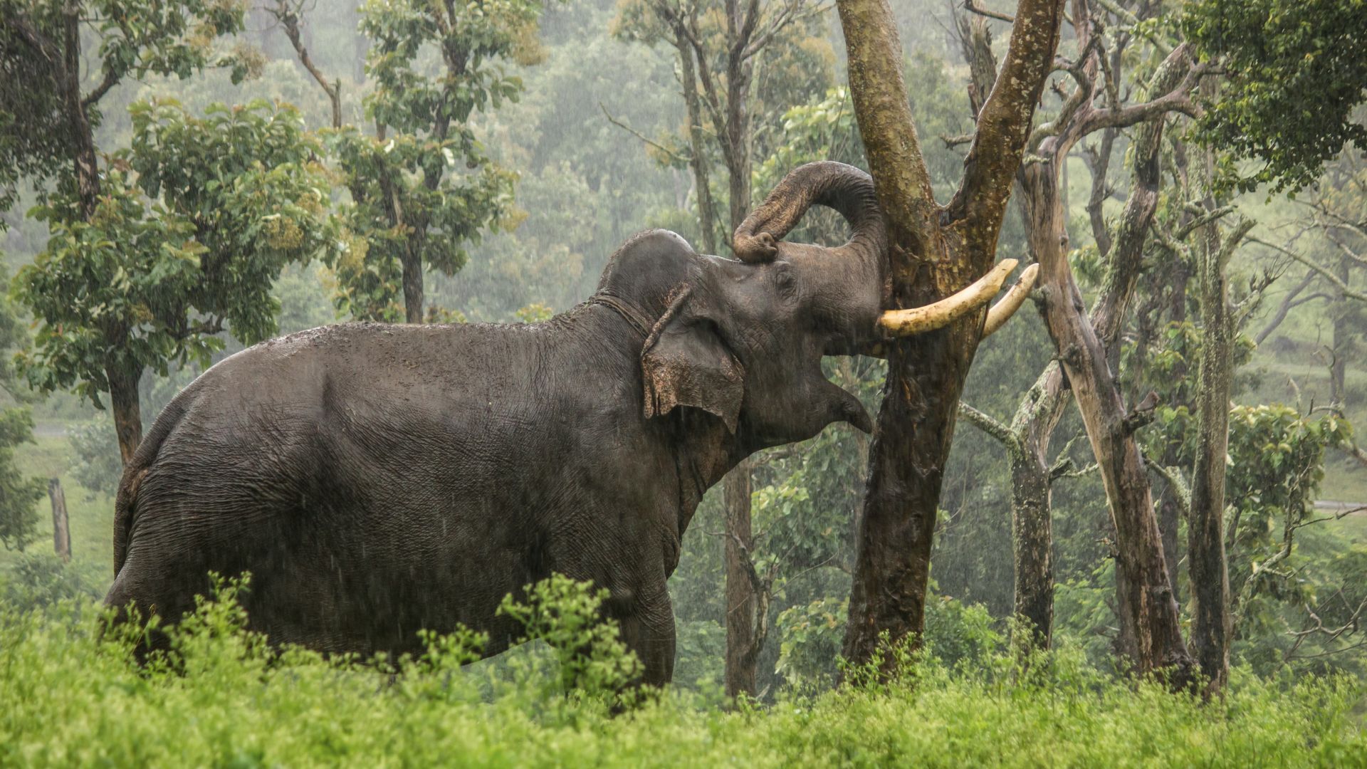 Mudumalai National Park