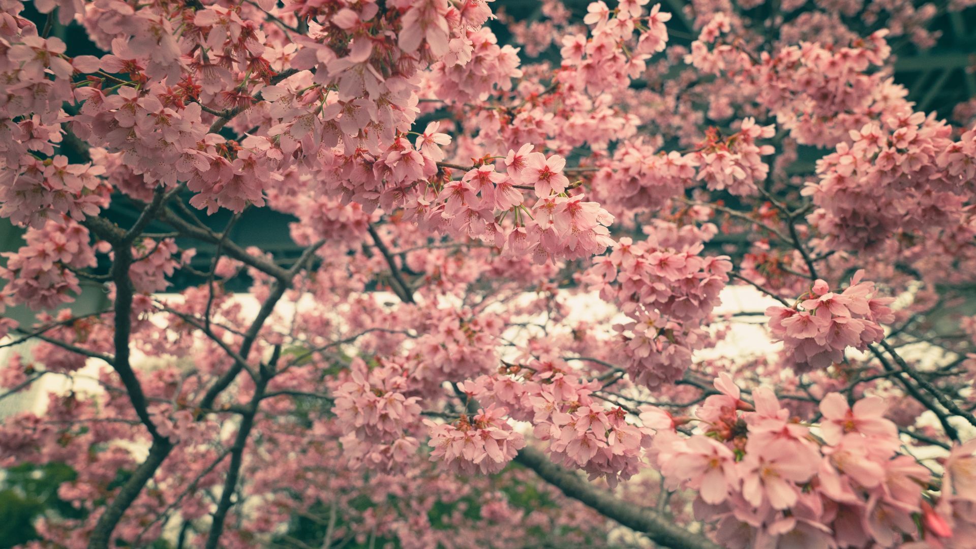 P3279201 | Cherry blossom japan, Nature photography, Japan cherry blossom
