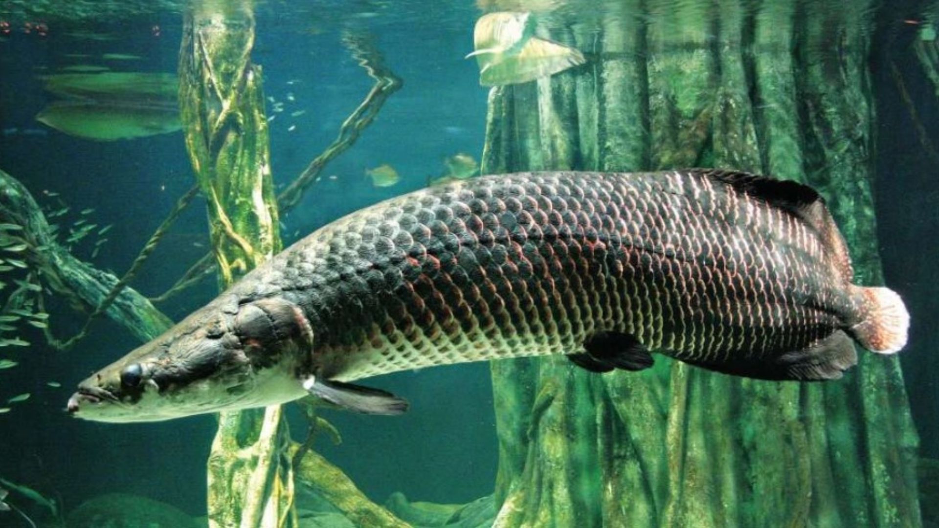 Aquaria KLCC
