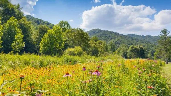This Hidden Valley In Great Smoky Mountains National Park Is Bursting With Wildflowers