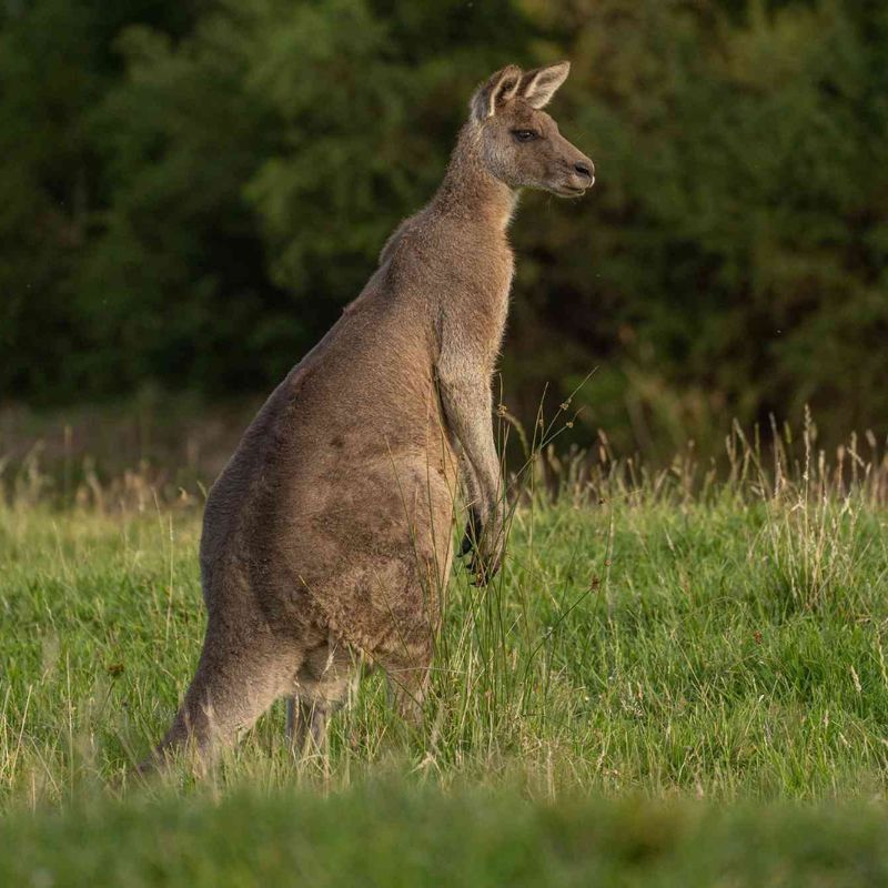 This New Safari In Australia Visits 8 National Parks In 21 Days
