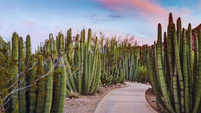 Desert Botanical Garden, USA