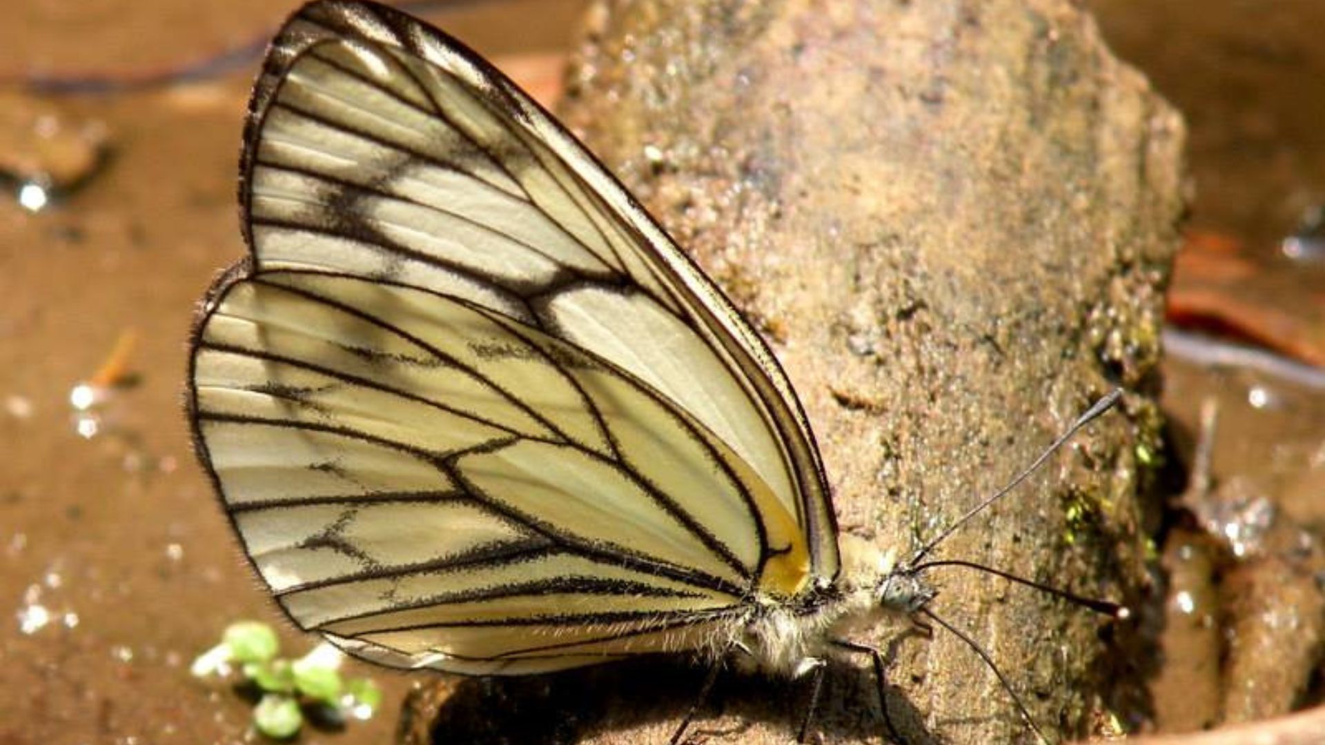 Bhimri Insect Best Places To Visit In And Around Bhimtal For A Serene Getaway