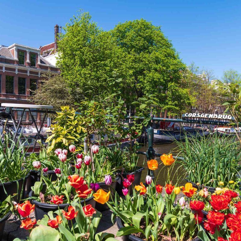 The Best Times To Visit Amsterdam For Great Weather, Smaller Crowds, And Tulips