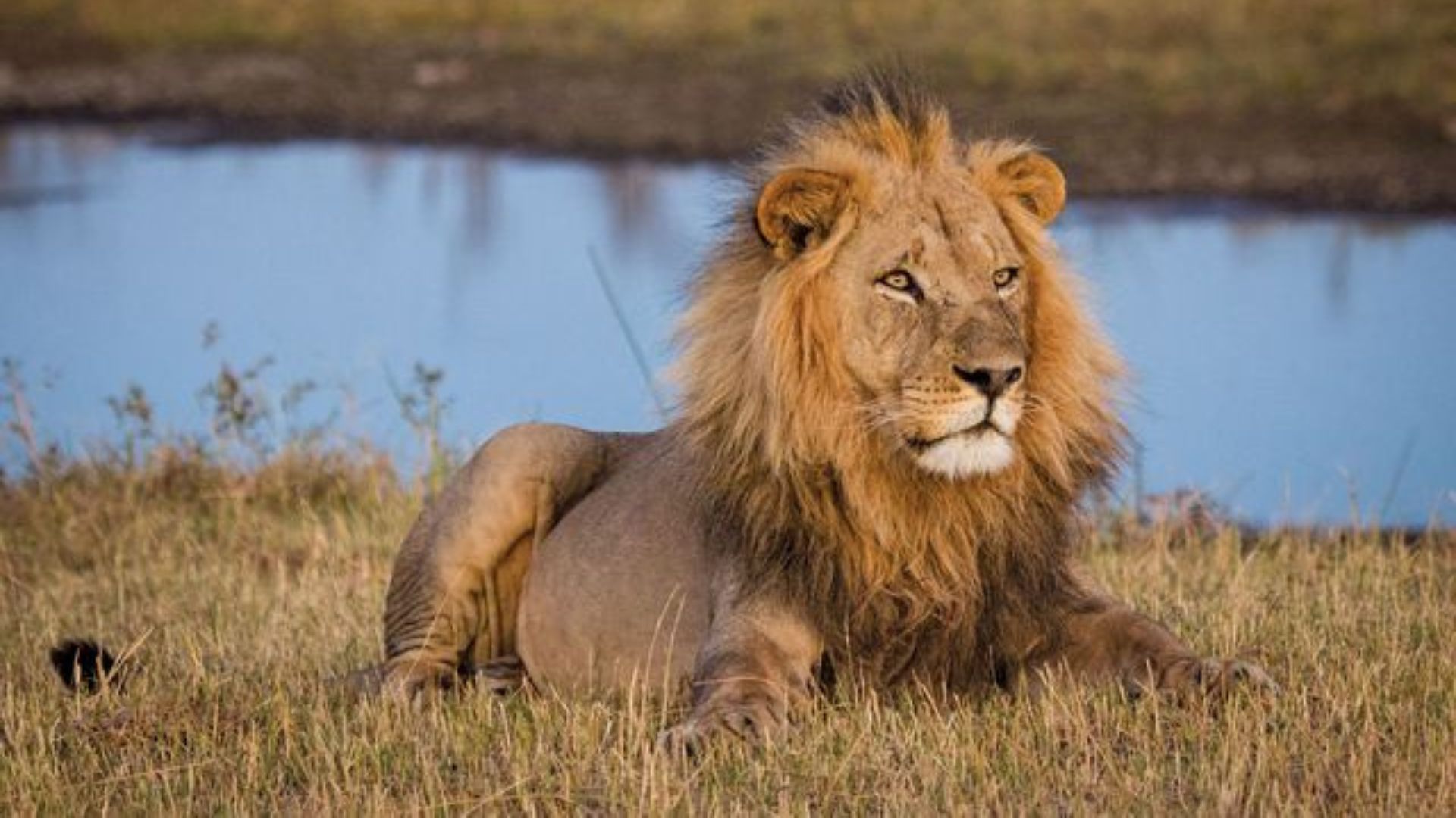 Safari in Botswana