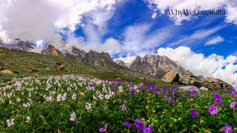 Experience Floral Bliss: Trek Through Valley of Flowers, India's Stunning National Park!