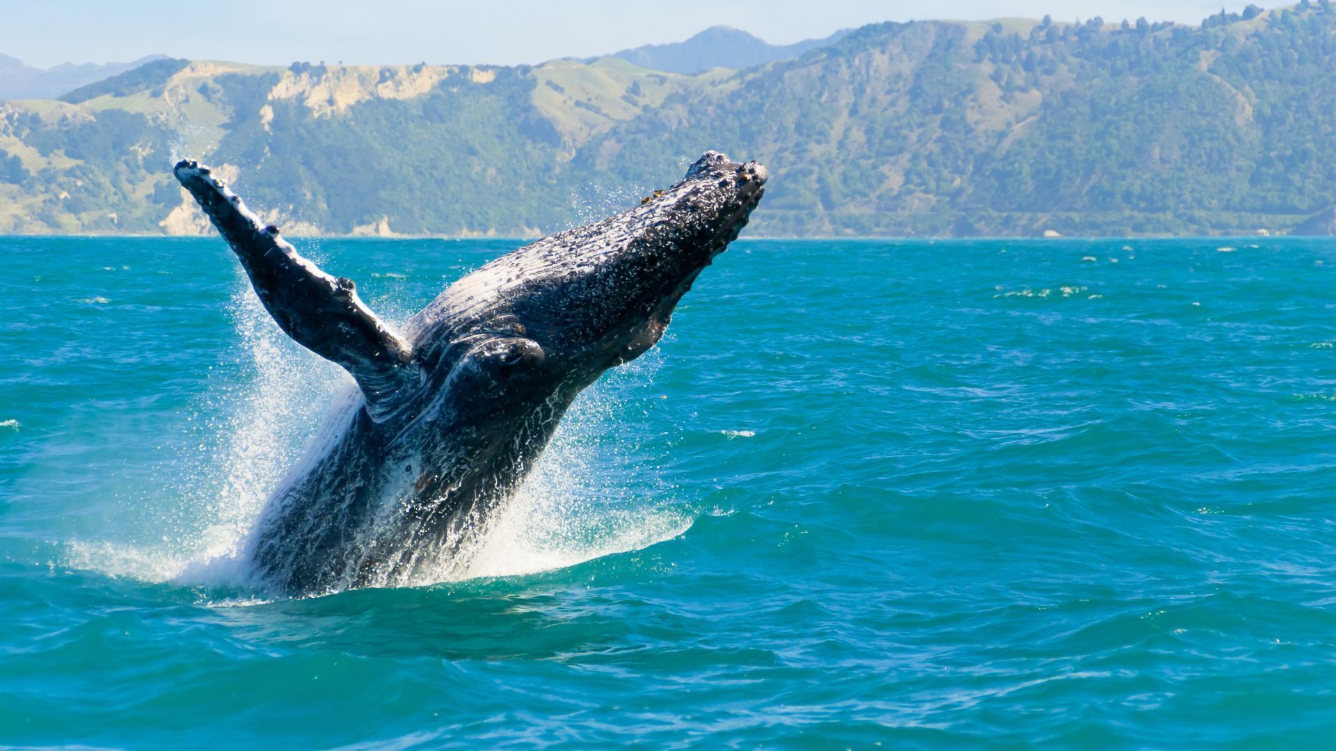 whale watching