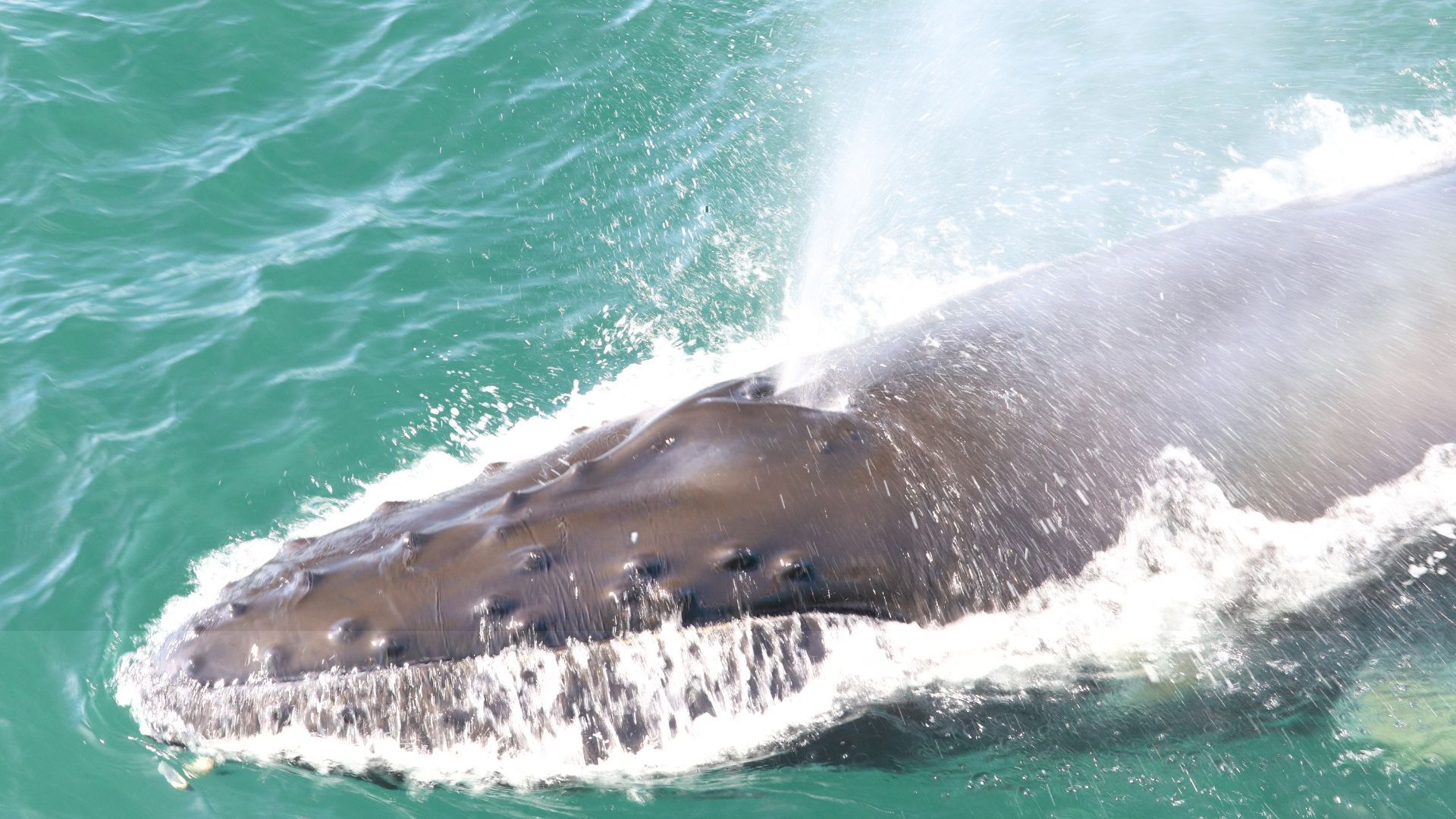 whale watching