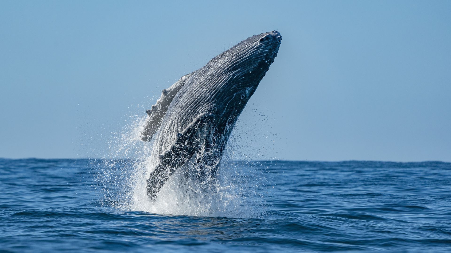 whale watching