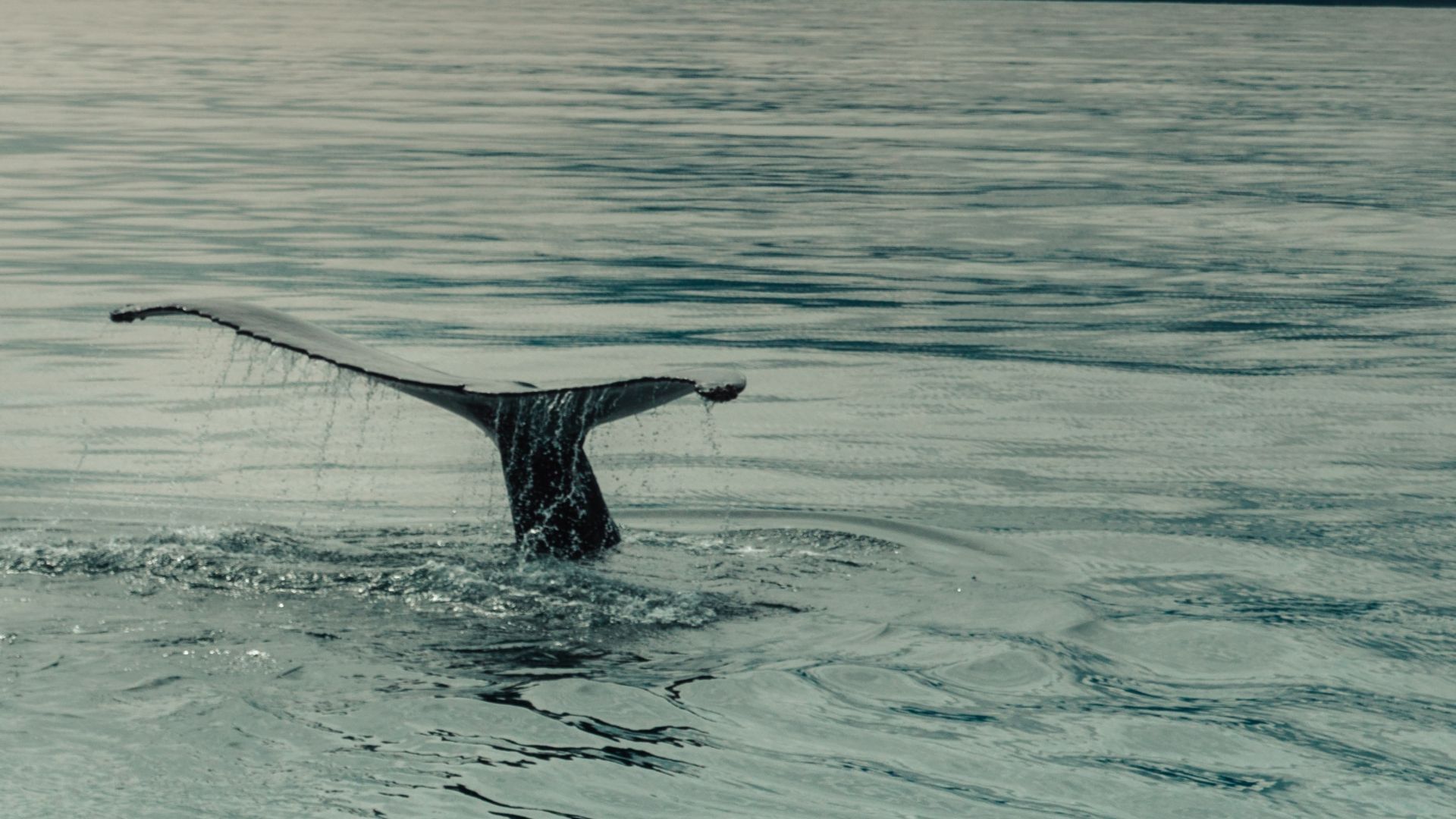 whale watching