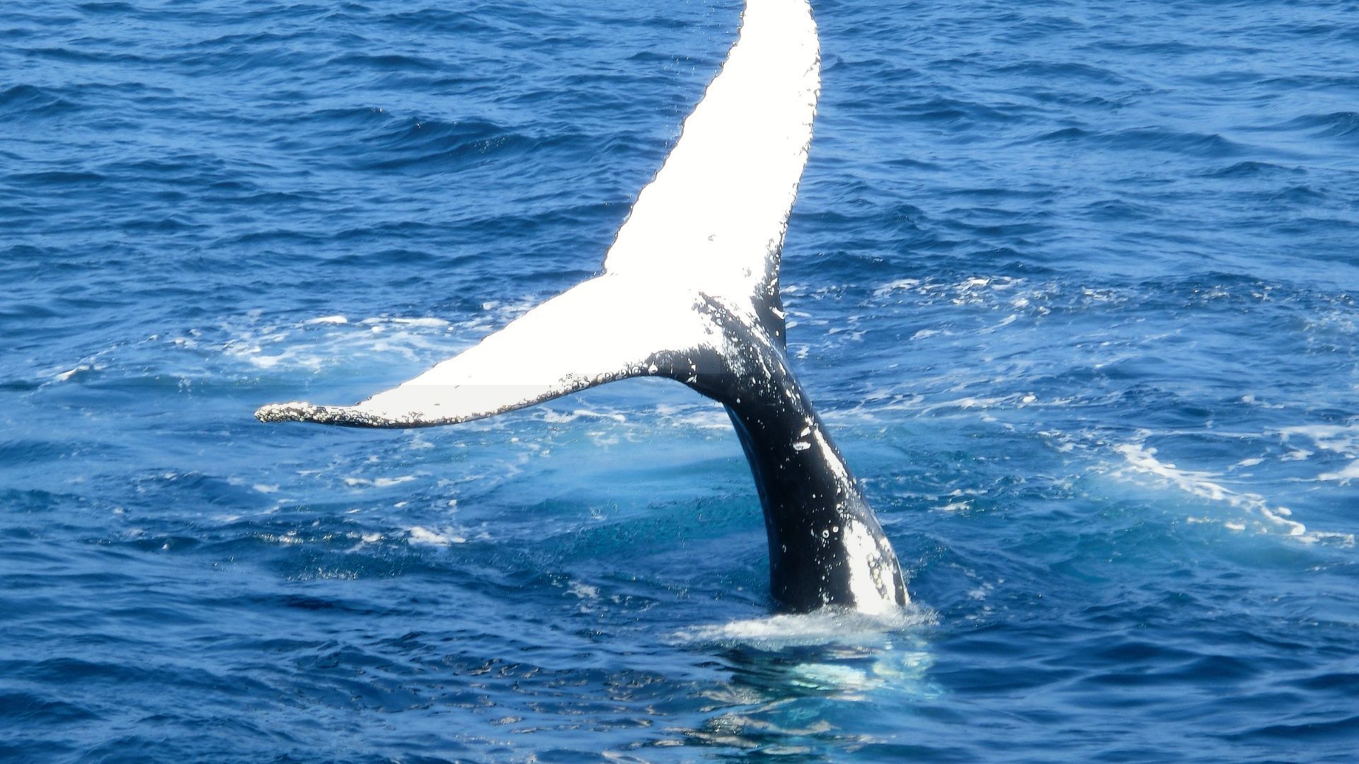 Whale watching