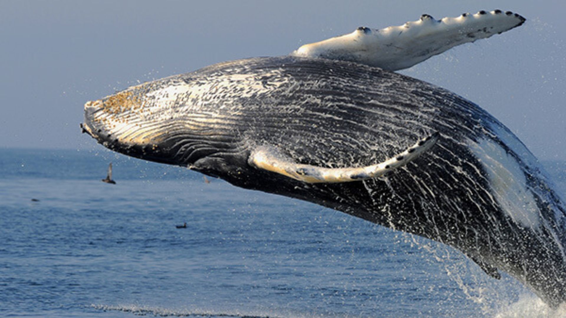 whale watching