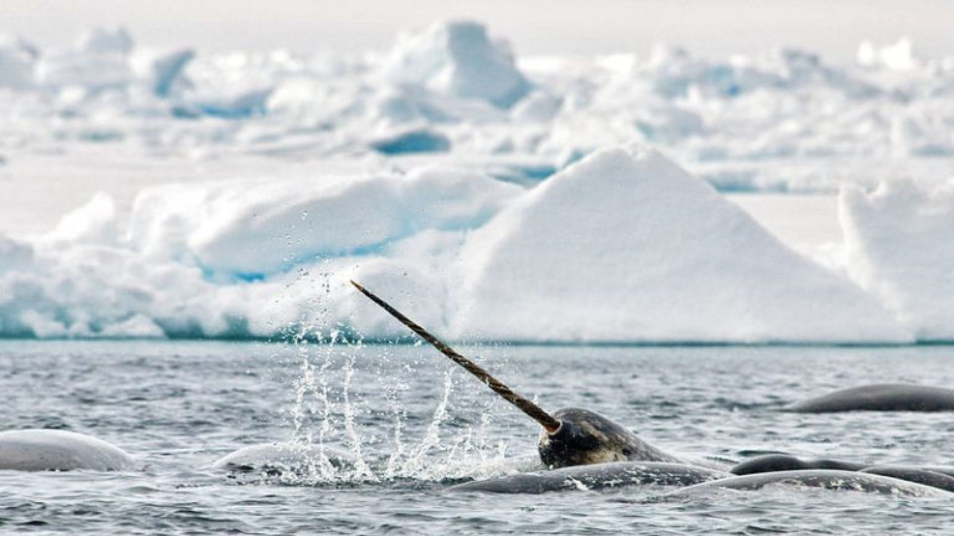 whale watching