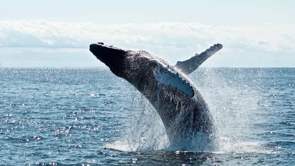 Encounter Whales In The Wild At These Top Whale-Watching Destinations Across The World
