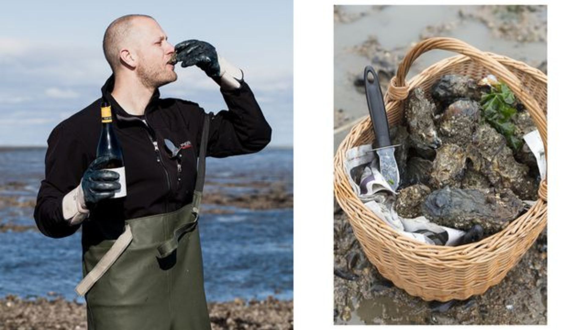 Oyster safari