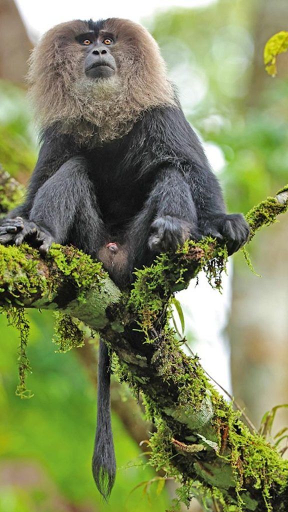 Ape