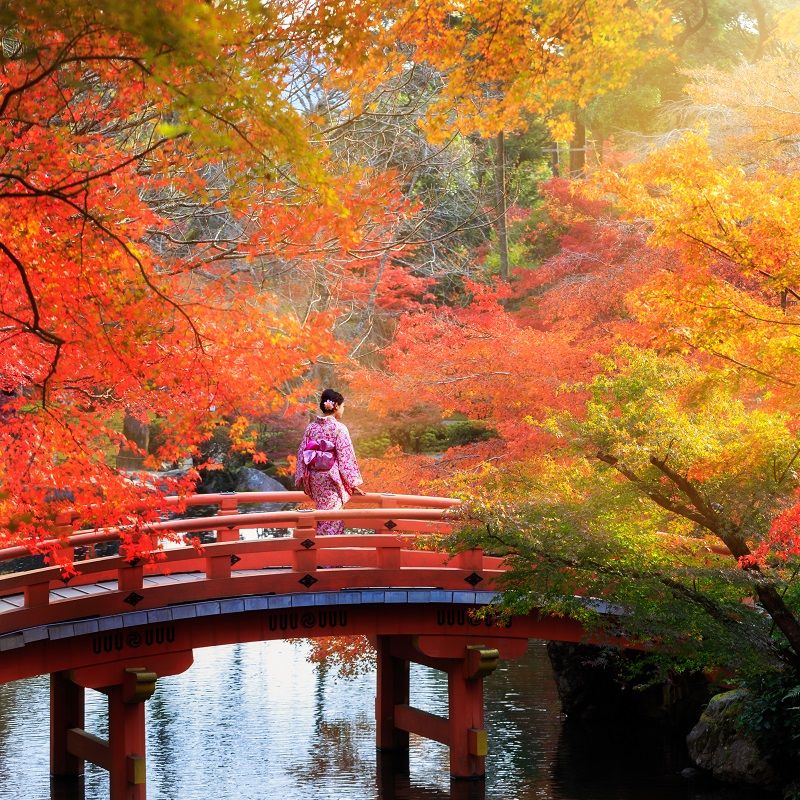 From Kyoto To Kashmir: Explore Asia's Diverse Fall Foliage Wonders