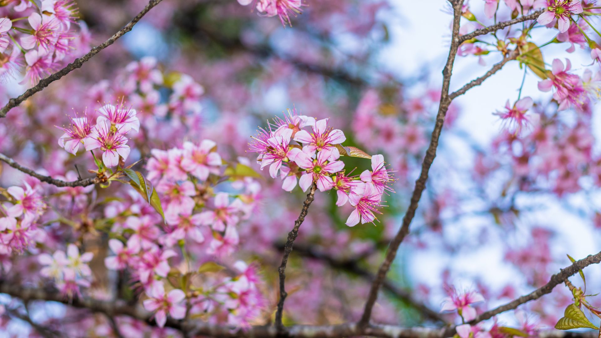 Cherry Blossom Festival 2023 In Shillong on Nov 17 Ticket Details Inside!