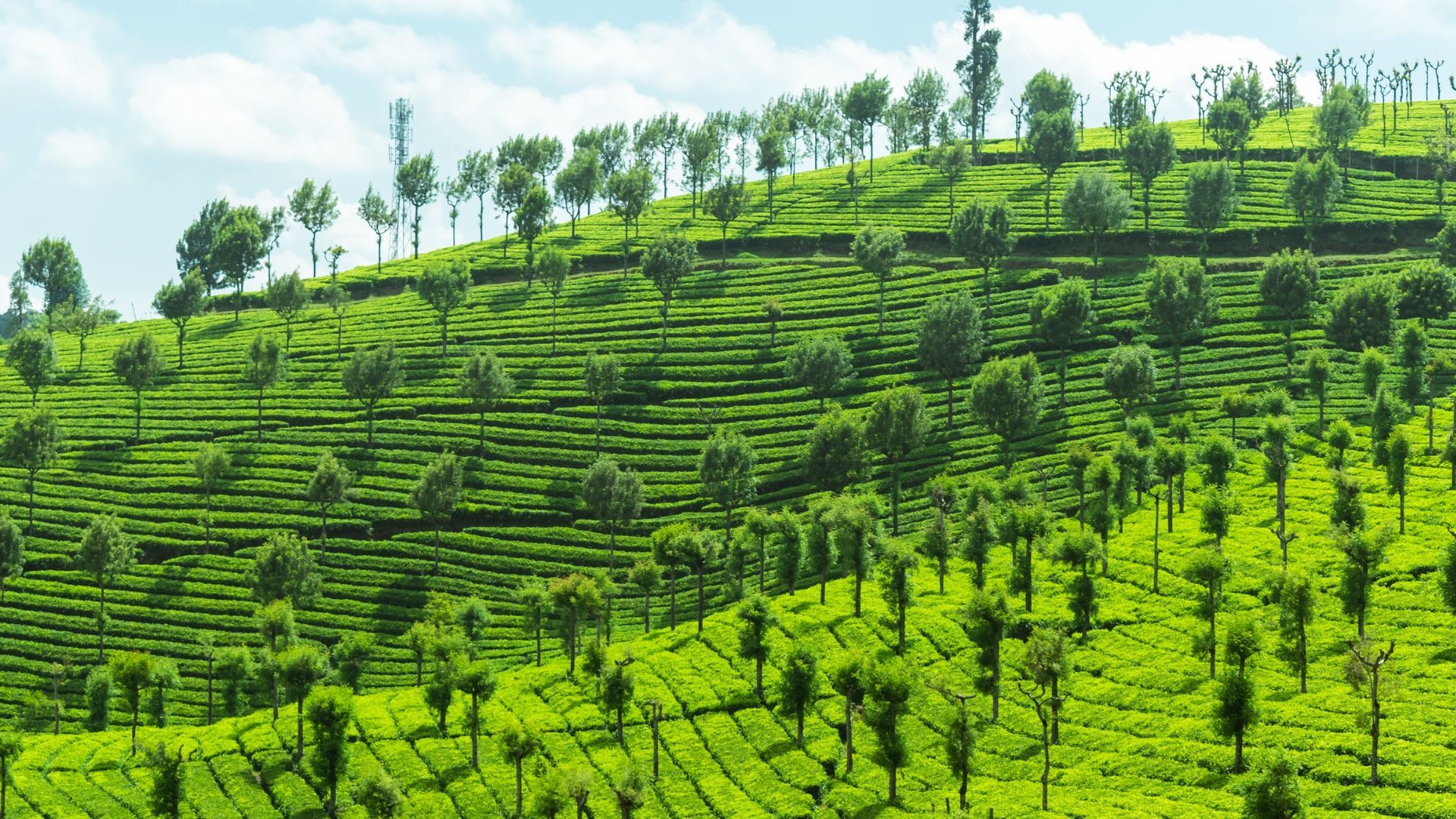 Ooty tea estates