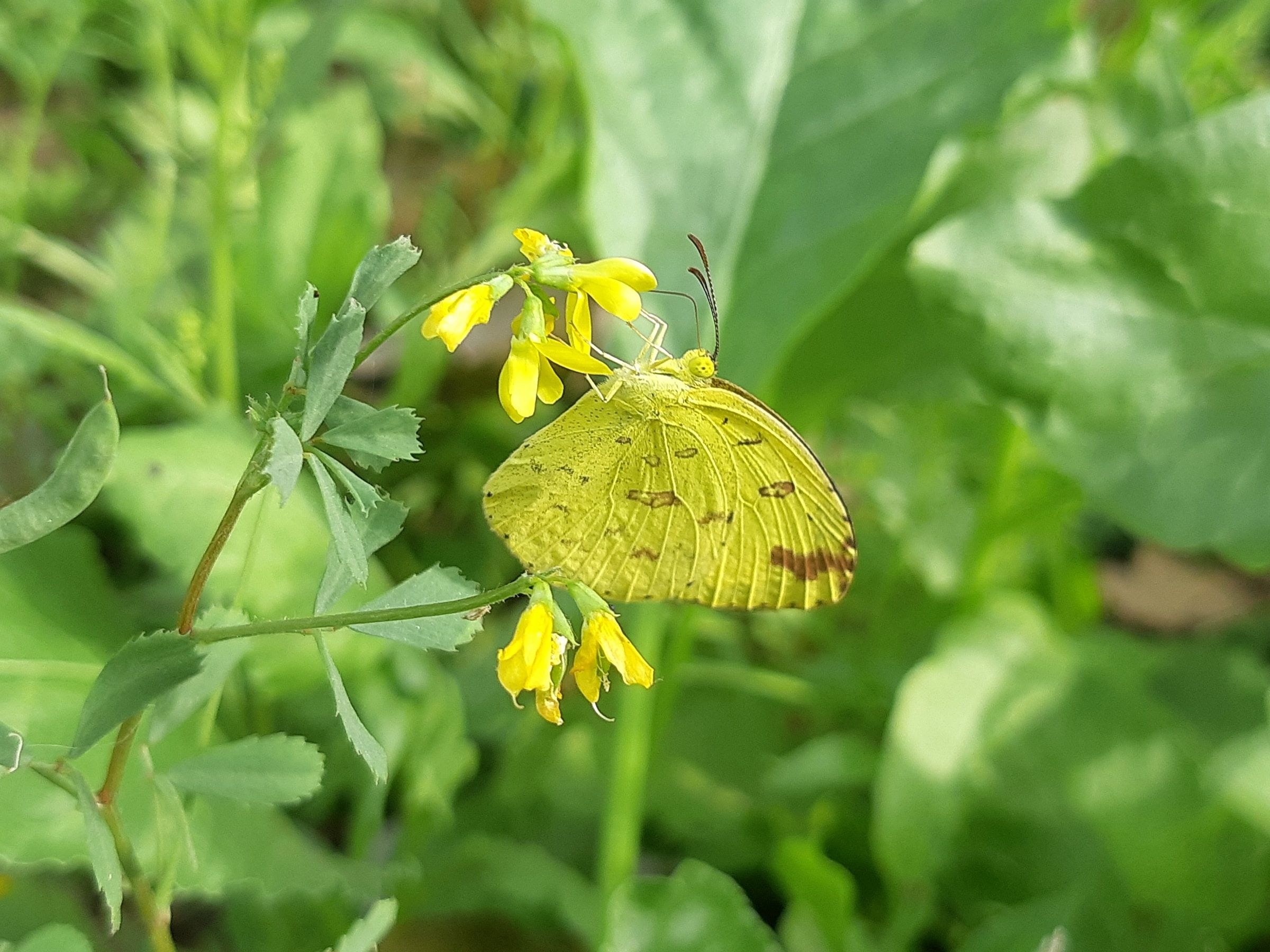 Butterfly Gardens In India Walk Amidst Nature's Winged Wonders
