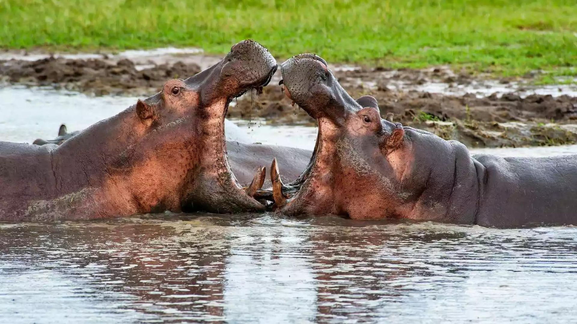 Katavi National Park