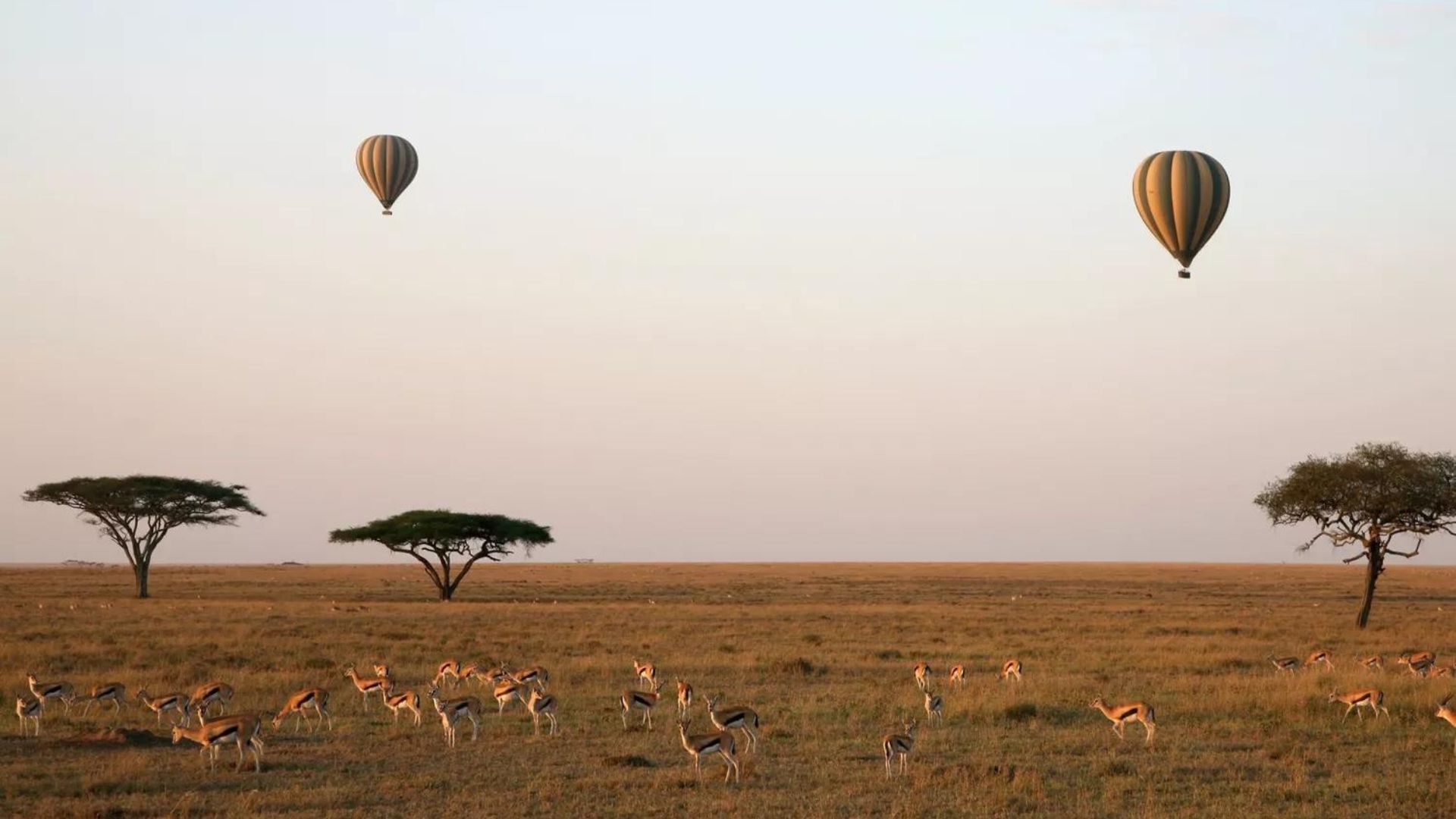 hot air balloons