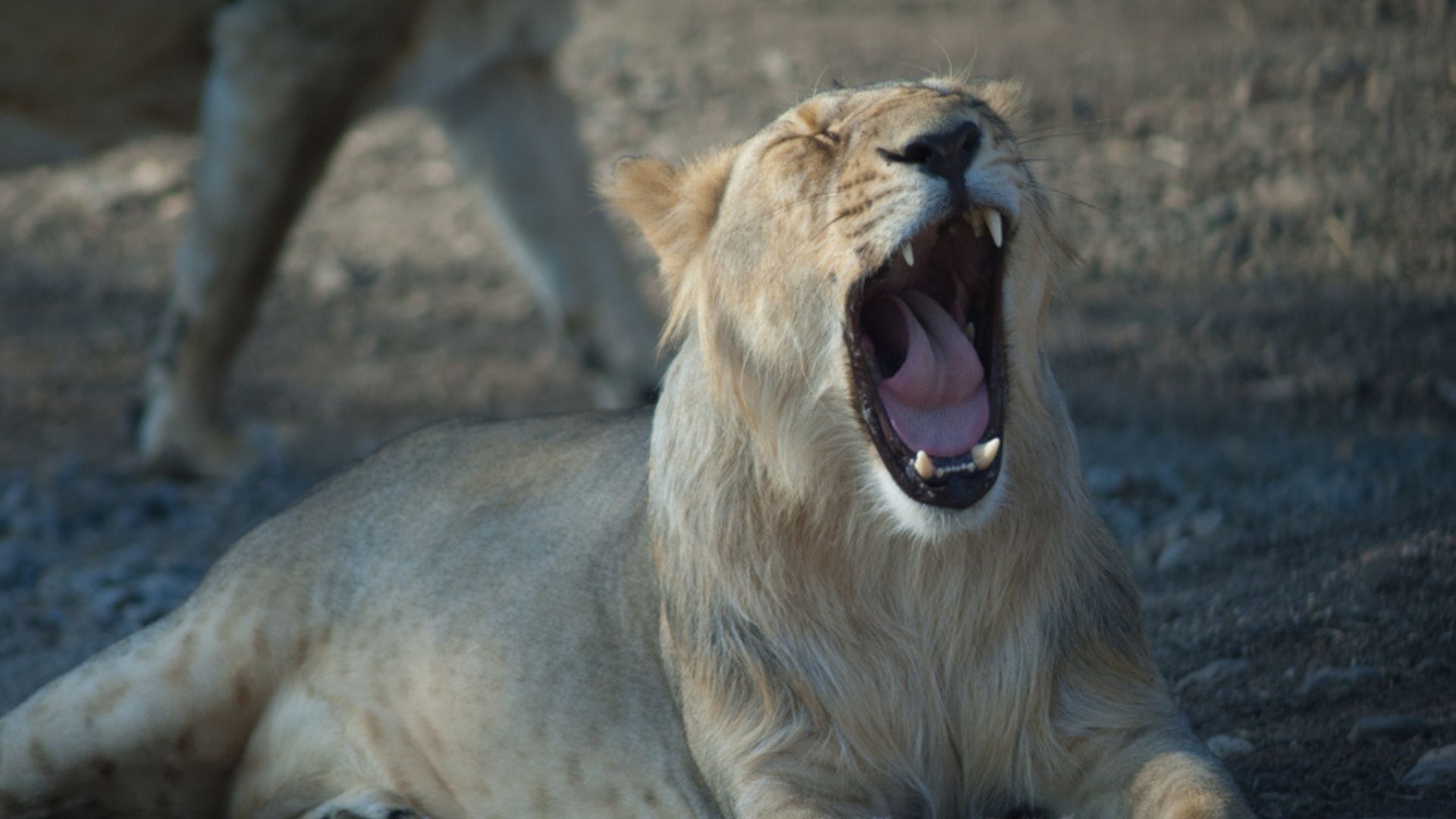 lion safari in India