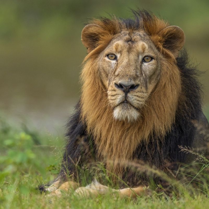 Call Of The Wild: Dive Into The World Of Asiatic Lions With India's Top Safaris
