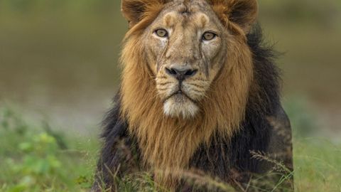 Call Of The Wild: Dive Into The World Of Asiatic Lions With India's Top Safaris