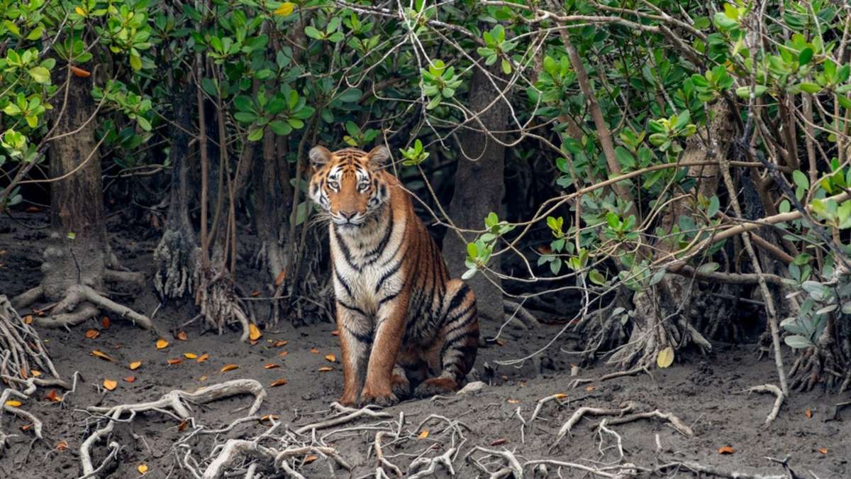 Sundarban Tourism