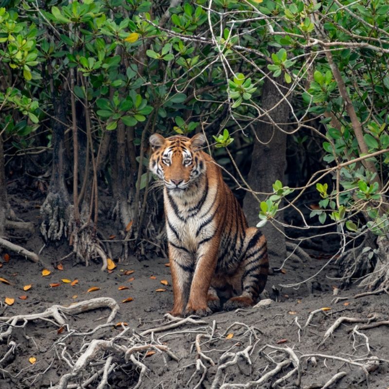 Beyond The Mangroves: A Traveller's Guide To The Sundarbans, The Largest Forest In India