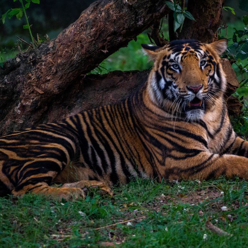 Black Tiger Safaris: Odisha's Similipal Tiger Reserve To Offer Rare Wildlife Experience